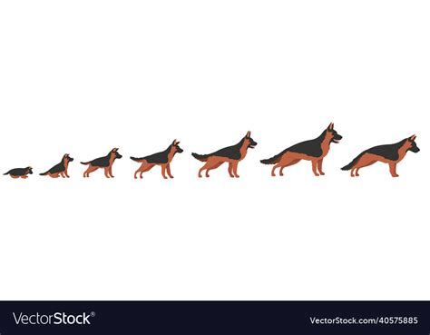 Dog Growth Stage Progression Growing Dogs Life Vector Image