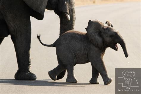 Updated Six Facts About Baby Elephants Blog