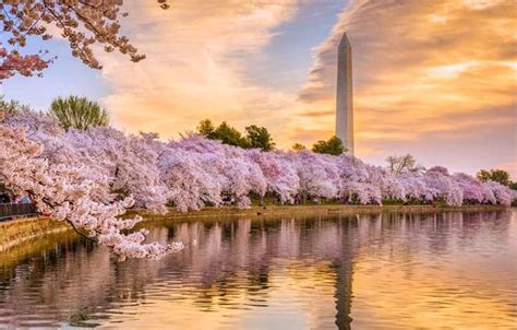 When Cherry Blossoms Washington Dc Draw Imagine Create