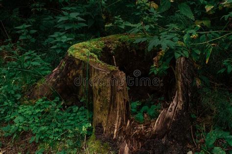 Old Tree Stump In Woodland Covered With Green Moss And Grass Stock