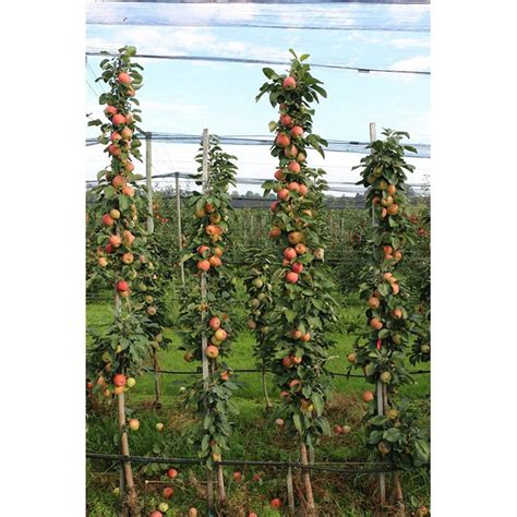 Columnar Fruit Trees Allow You To Grow Fresh Fruit On Your Balcony