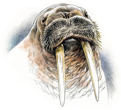 Walrus Watercolour Wildlife Art Nature Print Of Original Artwork
