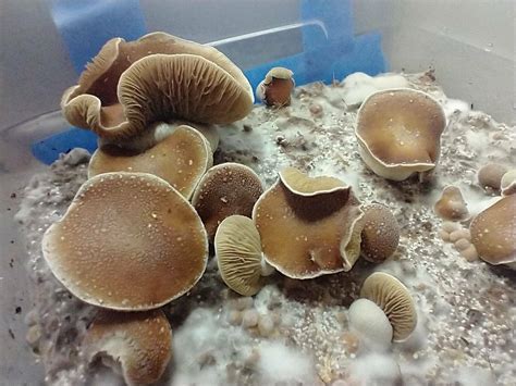 KSSS Shaman Spores - Mushroom Cultivation - Shroomery Message Board