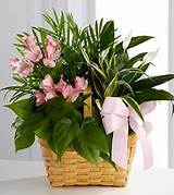 Funeral Flower Plant Arrangements