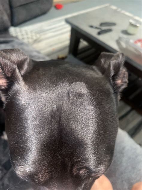 My Dog Has These Bumps And I Dont Know What They Are