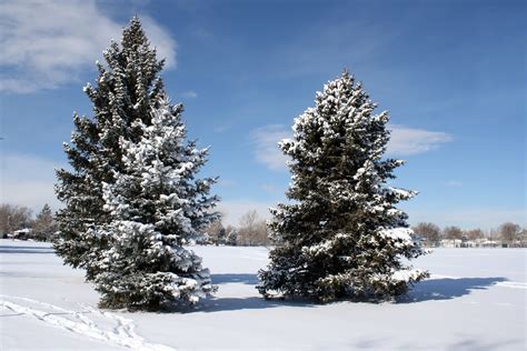 Pine Tree Growth In Winter Rstardewvalley