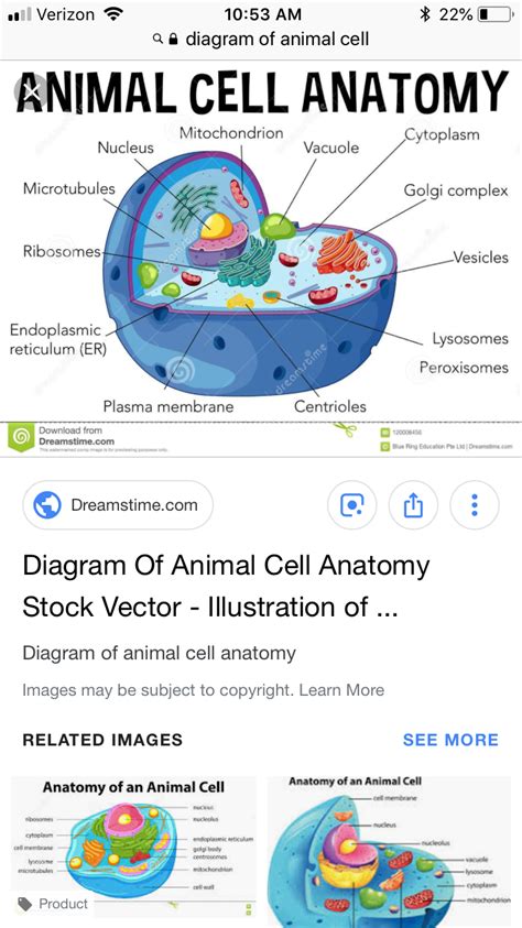 We did not find results for: Pin by Regina on Grammar school info | Animal cell anatomy ...