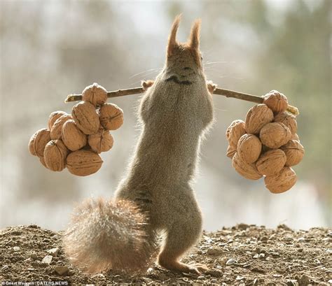 I Want To Be A Squirrel Chip Hunk Rodent Goes Nuts For Weightlifting