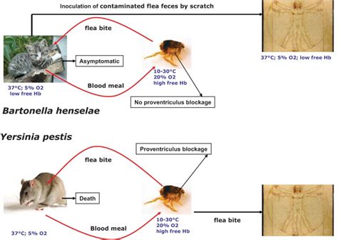 Comparison Of Bartonella Henselae And Yersinia Pestis Transmission