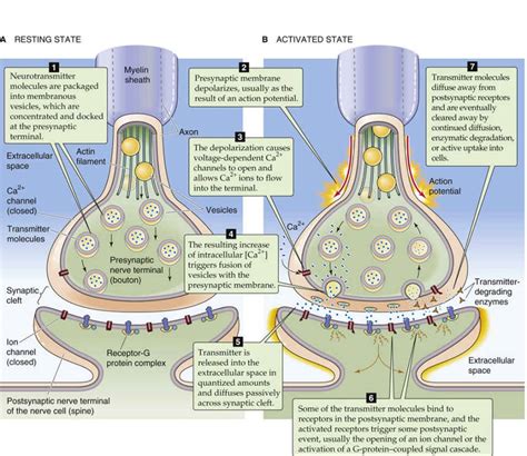 Neuronal Synapses Synaptic Transmission In The Nervous System The
