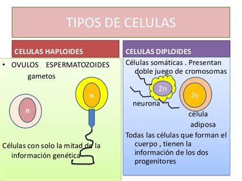 Cuadros Comparativos Entre Células Diploides Y Células Haploides