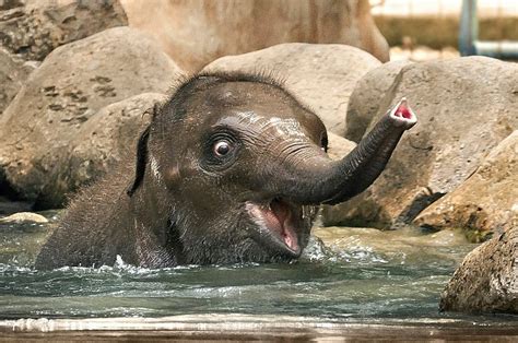 A Baby Elephant Having A Bath To Help U Through Your Day Raww