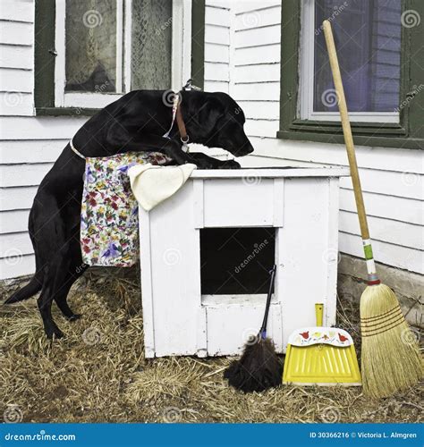 House Cleaning Dog Free House Cleaning Video