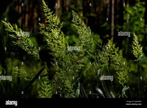 Freshly Grown Wild Grass In Summer In A Forest Hi Res Stock Photography