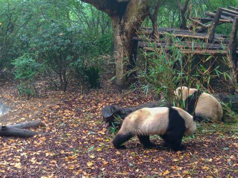 Pandas In Giant Panda Breeding Research Base Xiongmao Jidi Chengdu