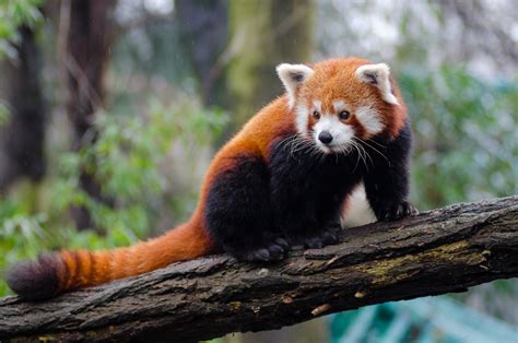 How To Help Save The Red Pandas From Becoming Extinct Owlcation