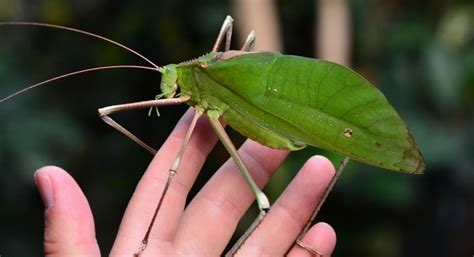 14 Of The Worlds Weirdest Insects Articles Cbc Kids