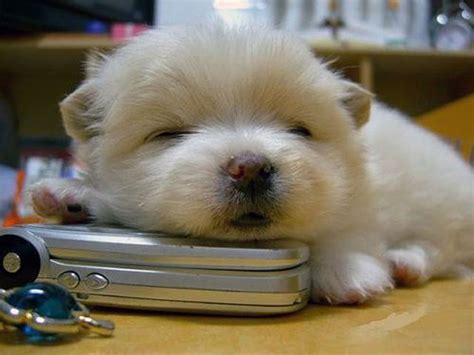 Cutest Sleeping Puppy Photos
