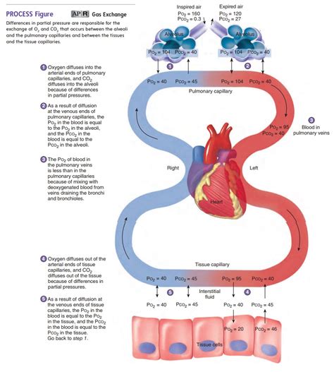 Physiology Of Gas Exchange In Human Respiratory Syste Vrogue Co