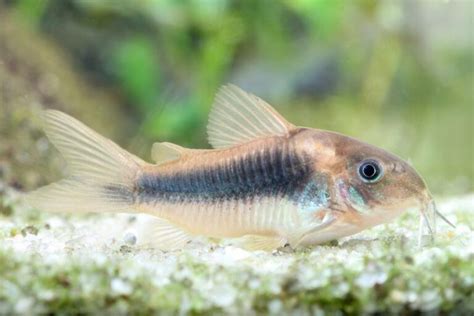 Cory Catfish Fin Rot The Cause Symptoms And Treatment Avid Aquarist