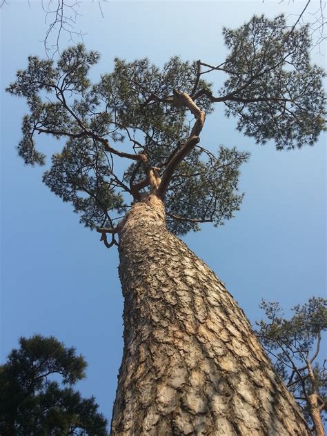 Gambar Pohon Cabang Abstrak Menanam Daun Bunga Bagasi Pinus