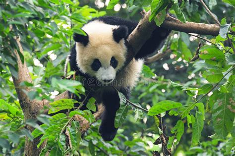 Giant Panda In Tree Stock Image Image Of Mammals Habitat