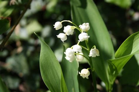 Harry styles。one direction yoshiki san and toshl san of x japan. Y'aura-t-il du muguet le 1er mai ? Vidéo