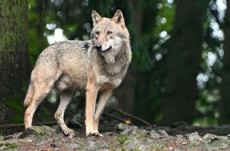 Wolf Foto And Bild Tiere Zoo Wildpark And Falknerei Säugetiere Bilder