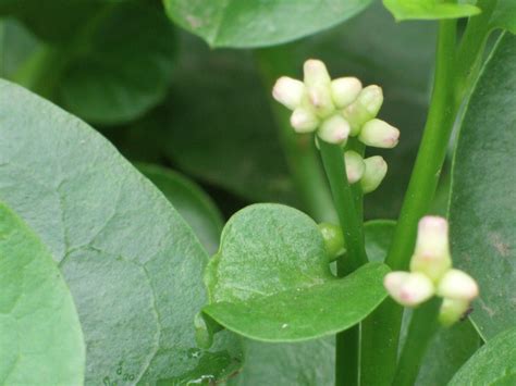 Common types of flowers in philippines. flowerflouristhere: Kinds of flowers located in the ...