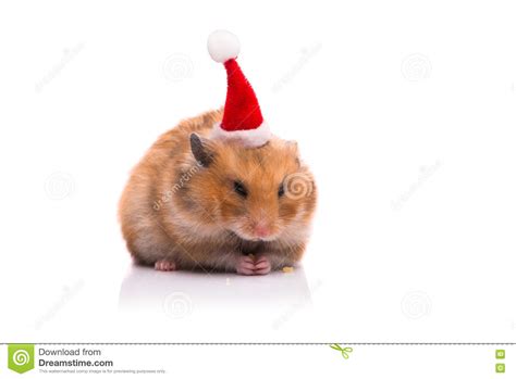 The Cute Hamster With Santa Hat Isolated On White Stock Photo Image