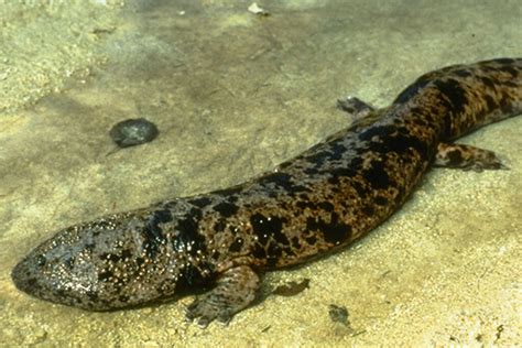 Japanese Giant Salamander Detroit Zoo