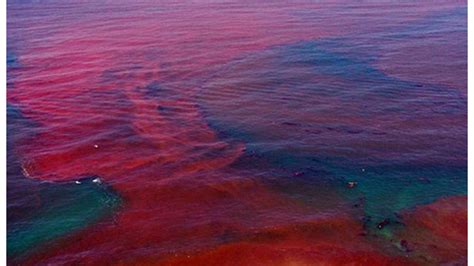 It is a common name for harmful algal blooms occurring along coastal regions, which are resulted from large concentrations of aquatic microorganisms, such as protozoans and unicellular algae (e.g. What is a red tide? - The Super Fins