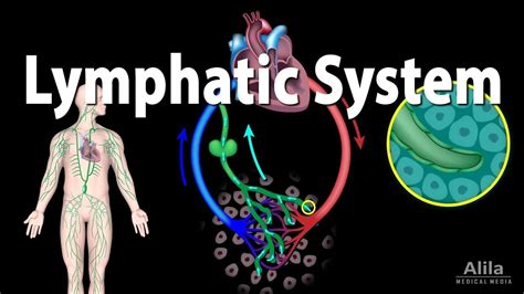 Lymphatic System And The Immune System Youtube