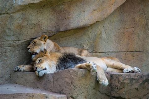 Lion And Lioness Panthera Leo Resting Together On A Rock Stock Image