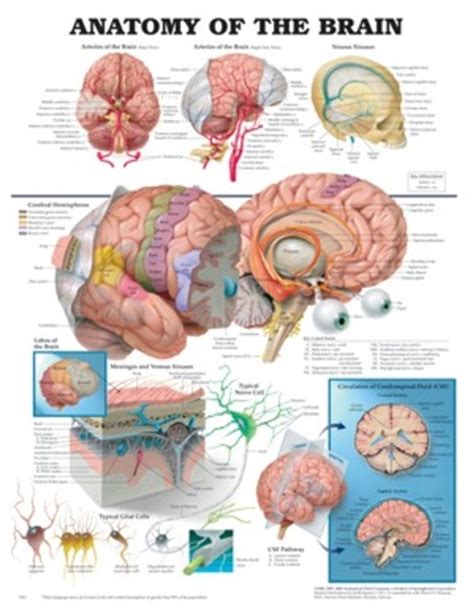 Anatomical Chart Brain Southern Biological
