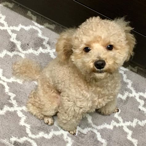 Poodle Home Raised Toy Poodle Puppies Available Dogs For Sale
