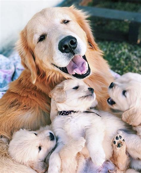 Dog Moms Showing Off Their Adorable Puppies