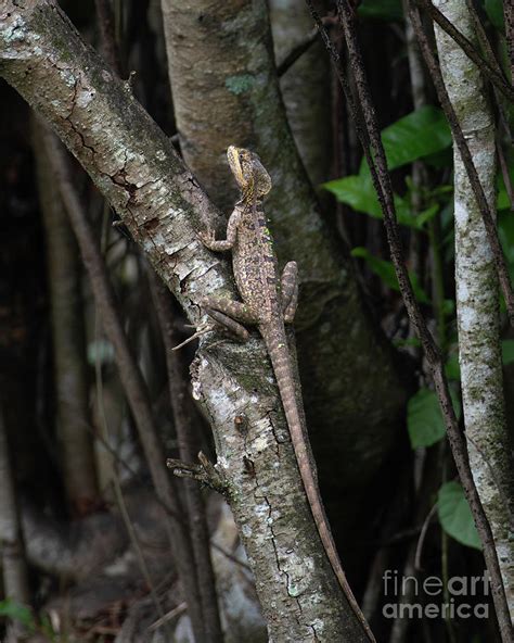 Brown Basilisk Lizard In The Everglades Photograph By Jackie Follett