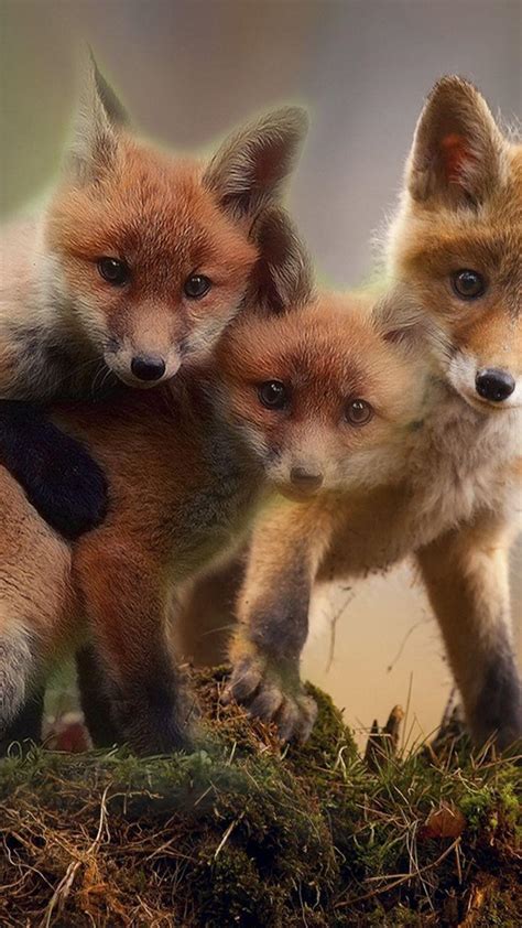 Cute Baby Fox Wallpapers Top Free Cute Baby Fox Backgrounds