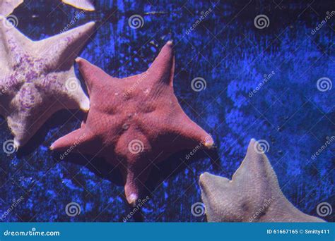 Bat Starfish Asterina Miniata Stock Image Image Of Pacific