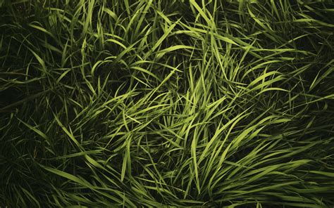 Grass Texture Hd Wallpaper