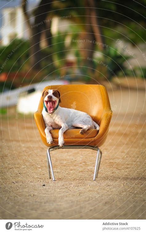 Glad Curious Purebred Dog Sitting On Chair In Beach A Royalty Free