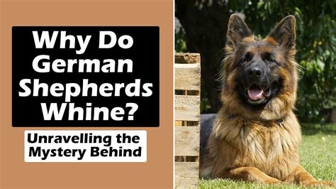 Why Do German Shepherds Whine Unravelling The Mystery Behind Youtube
