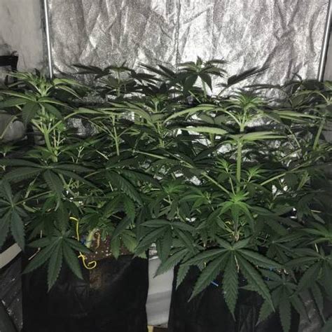 Nirvana Pure Power Plant Grow Diary Journal Week By Hiciste