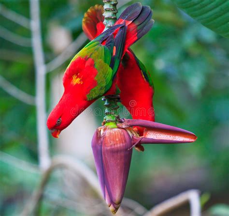 Beautiful Red Parrot Birds In Banana Garden Stock Image Image Of