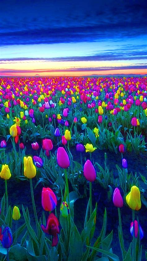 1080p Free Download Tulip Field Sunset Tulips Hd Phone Wallpaper