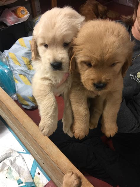 His ultimate goal in breeding dogs was to create a breed that would do well in the scottish climate and love hunting and retrieving the local game. Golden Retriever Puppies For Sale | Ridge Boulevard ...