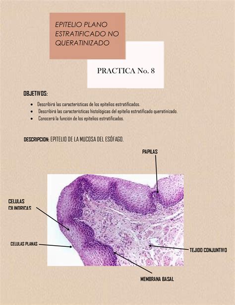 Practica No Epitelio Plano Estratificado No Queratinizado Epitelio