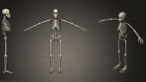Anatomy Of Skeletons And Skulls Human Skeleton Stylized Antm0720