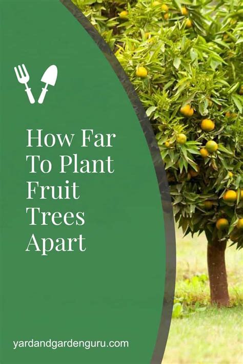 How Far Apart Should Fruit Trees Be Planted From Each Other